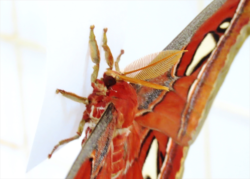 IMG_4941_R