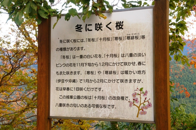 DSC01518_R