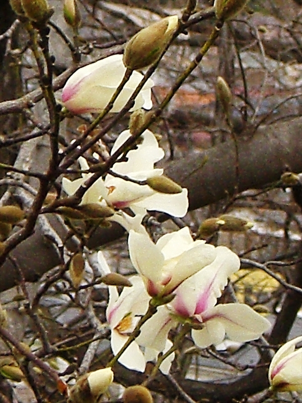 CIMG7661_R