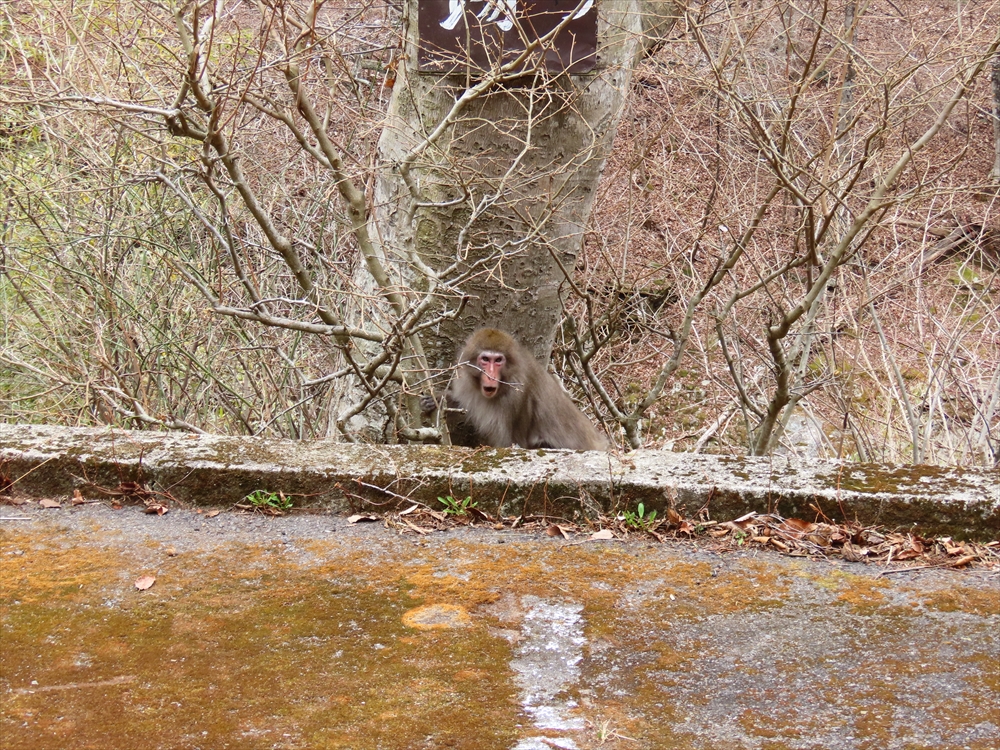 IMG_1243_R
