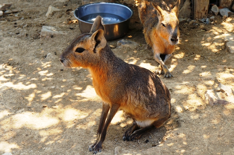DSC08637_R