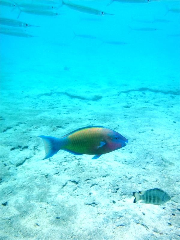 DSC07948_R
