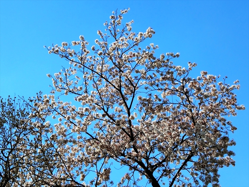 CIMG2428_R