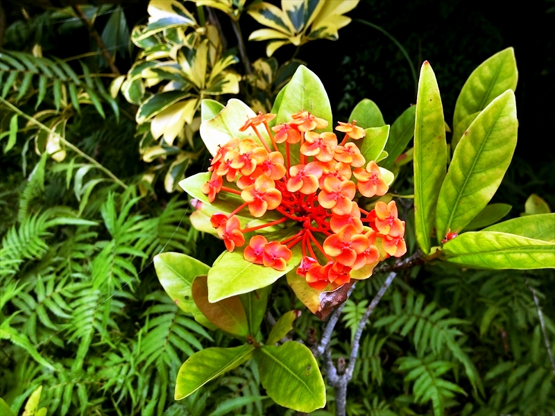 CIMG6954_R
