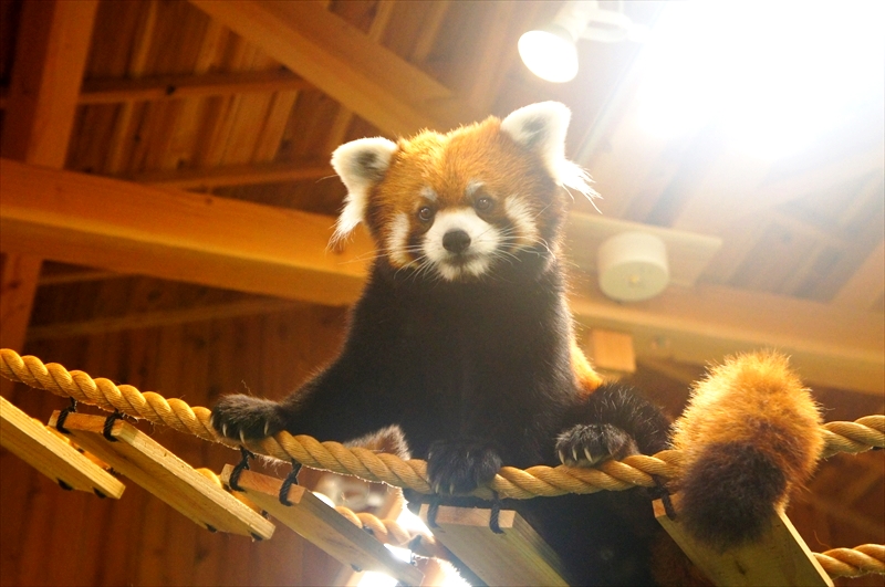 DSC02693_R