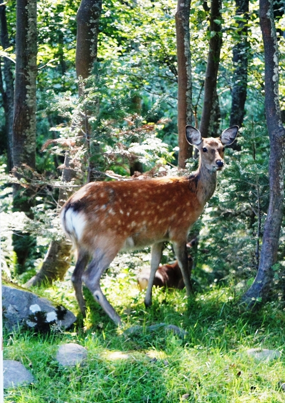 DSC00895_R
