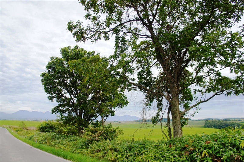 DSC00596_R