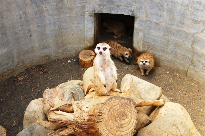 DSC08557_R