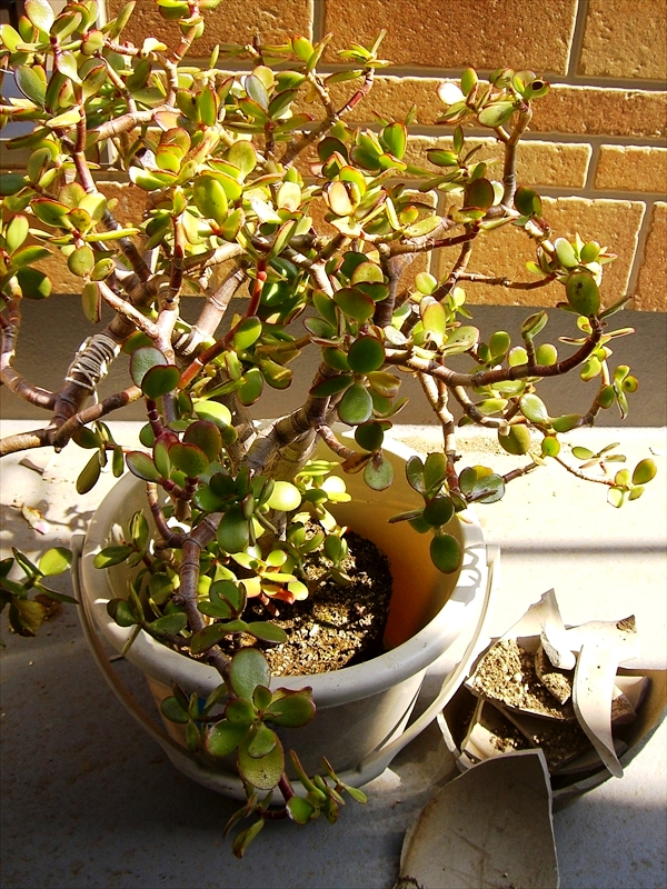 CIMG2743_R