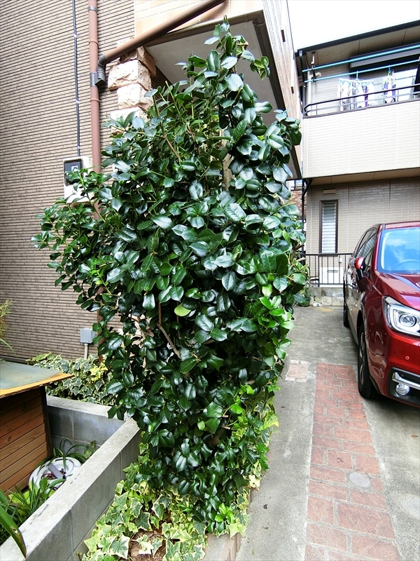 CIMG2606_R