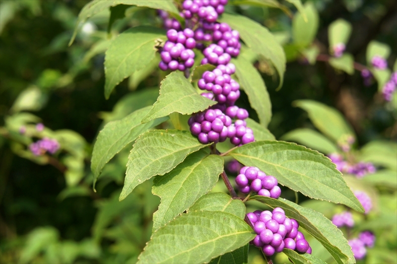 DSC00976_R