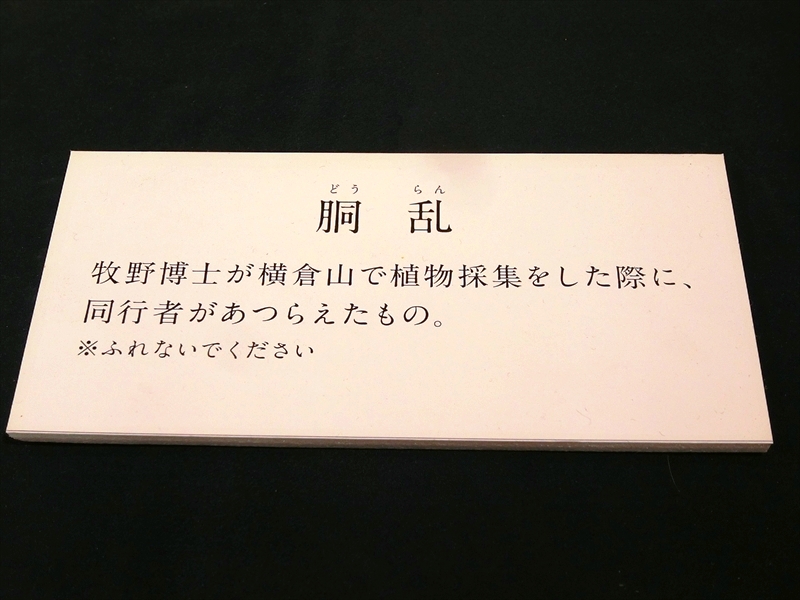 CIMG5982_R