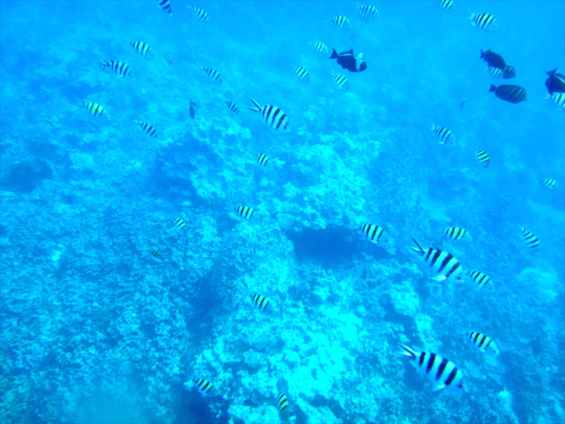 DSC08697_R