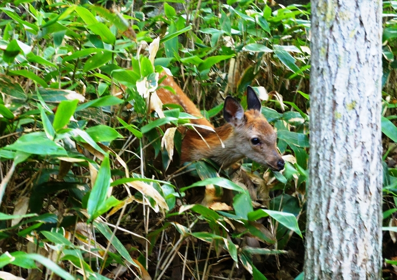 DSC00932_R