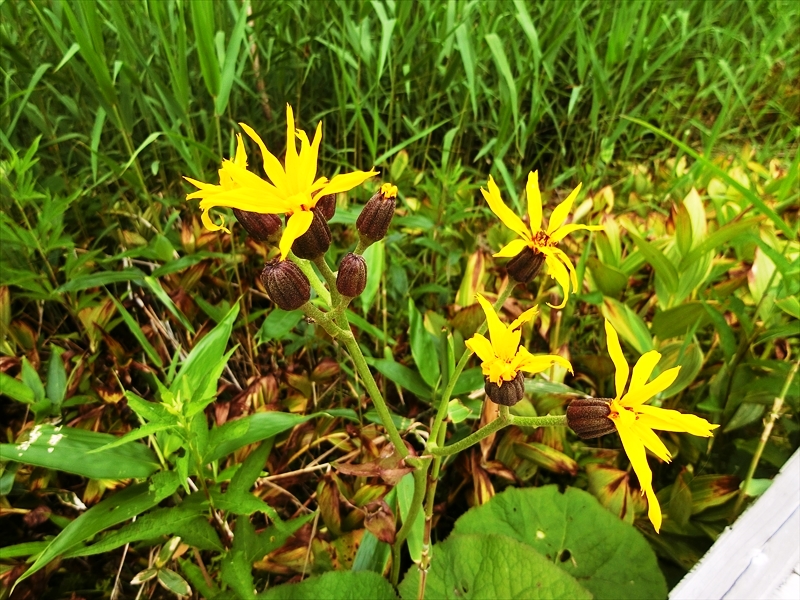 CIMG9867_R
