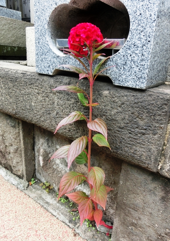 CIMG8839_R
