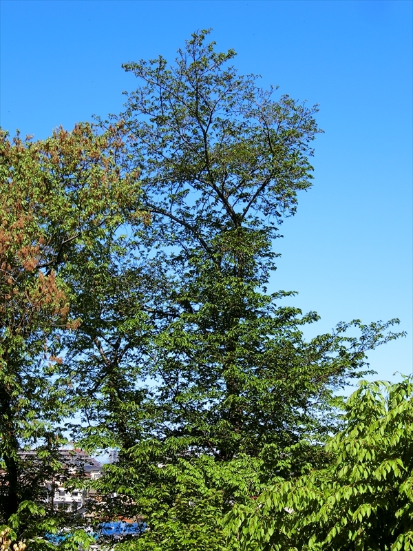 CIMG2497_R
