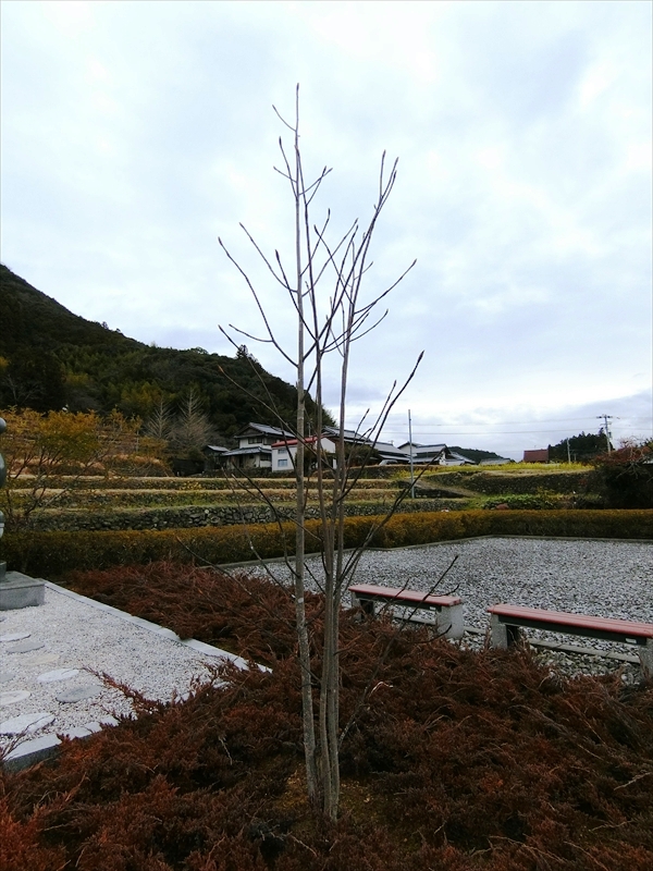 CIMG4926_R