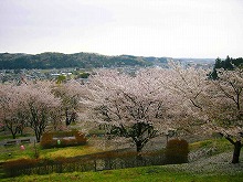 さくらの山公園2