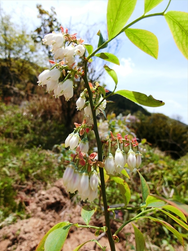 CIMG5465_R
