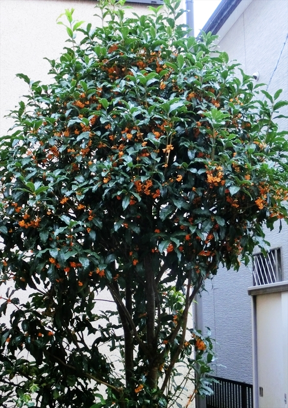 CIMG3345_R