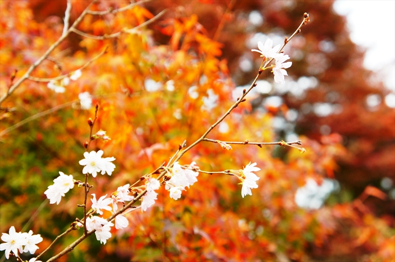 DSC01546_R