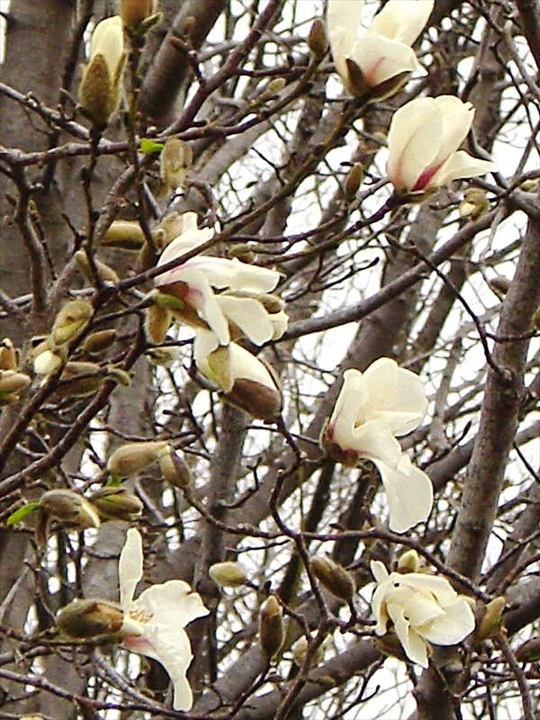 CIMG7648_R