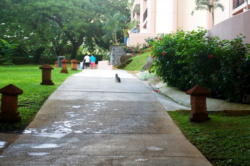 DSC00736_R