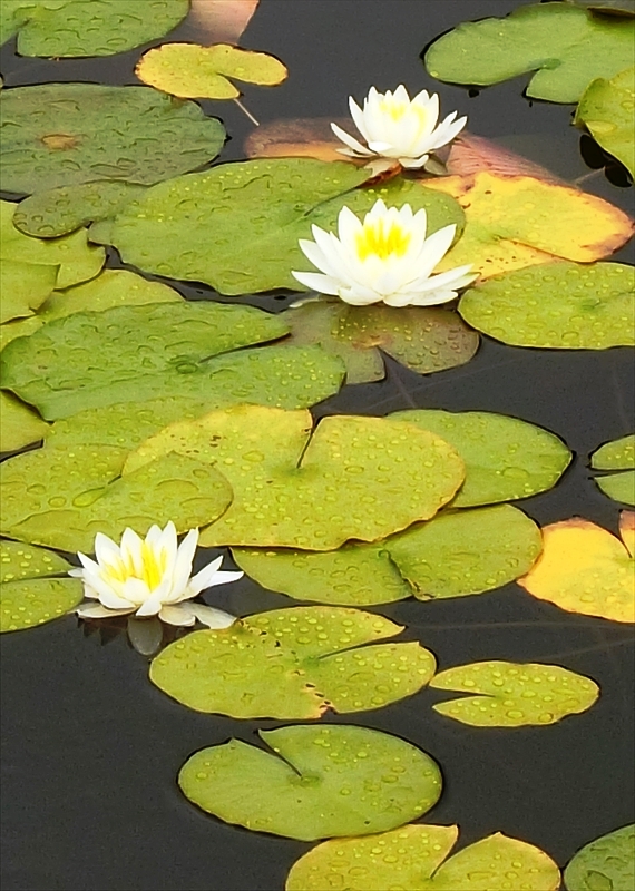 CIMG3262_R
