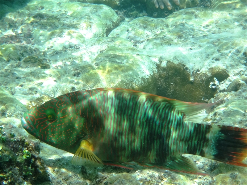 DSC08021_R