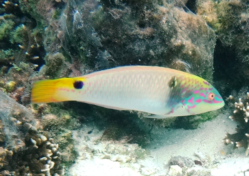 DSC08075_R