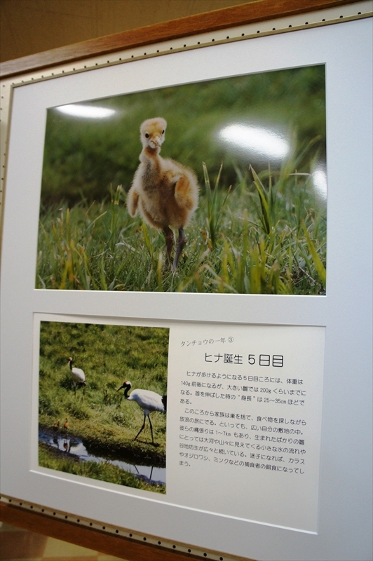 DSC00709_R