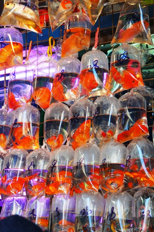 DSC00835_R