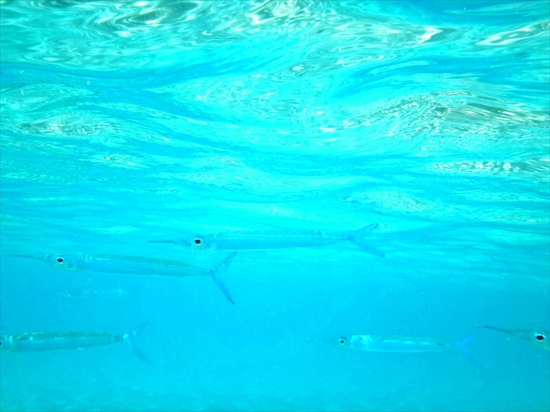 DSC07936_R