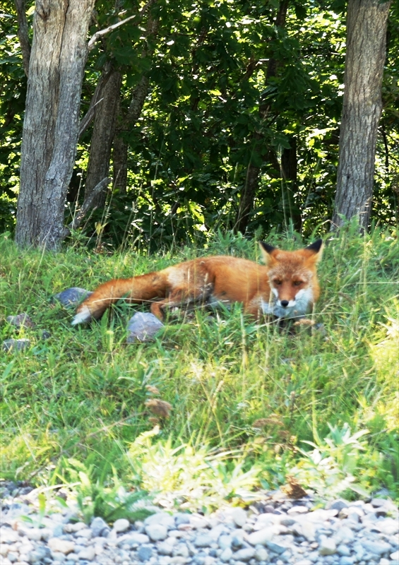 DSC00890_R