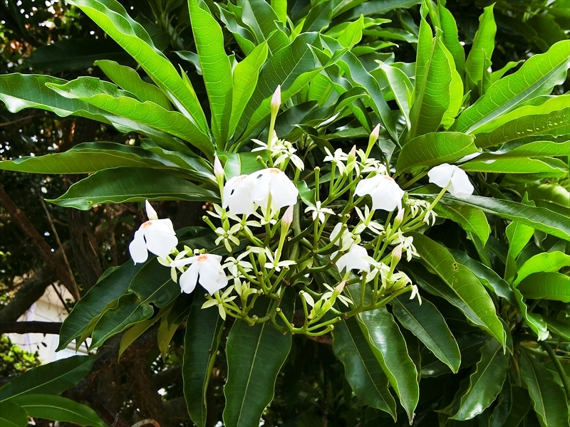 CIMG4635_R