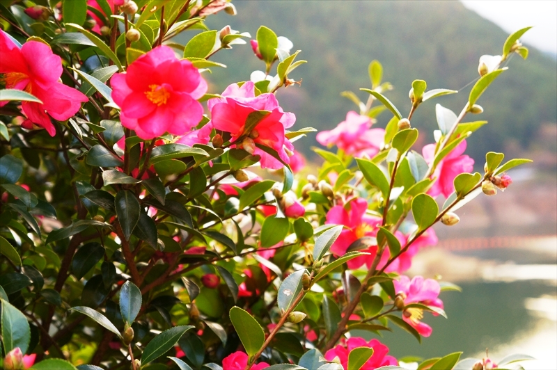 DSC01768_R