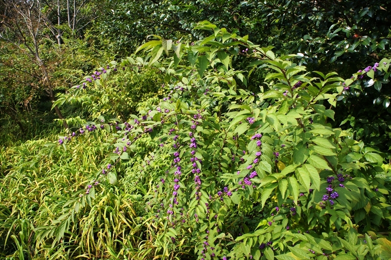 DSC00977_R