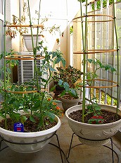 植え替え