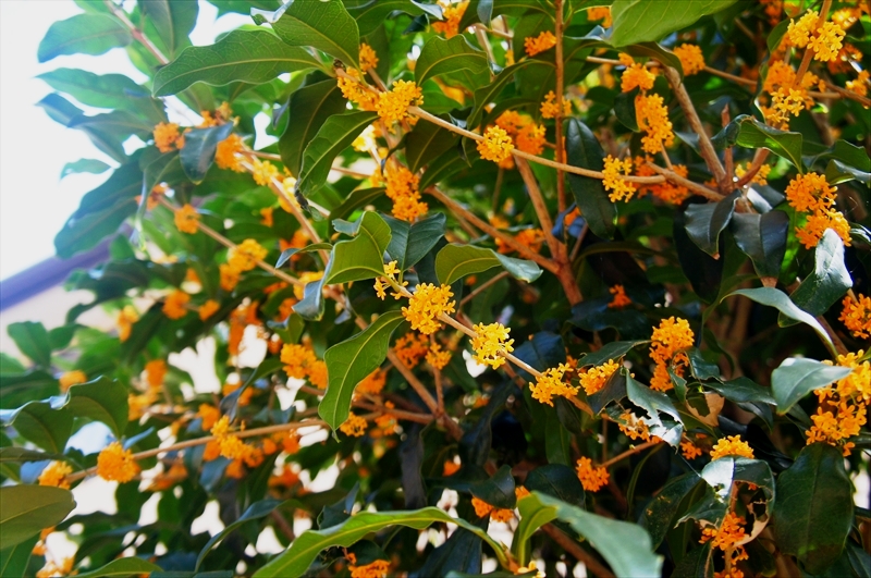 DSC01061_R
