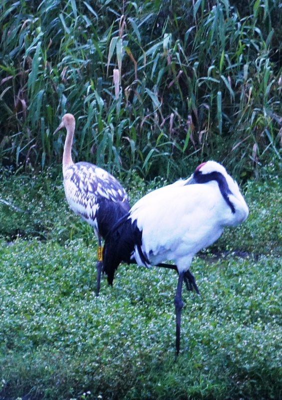 DSC00689_R