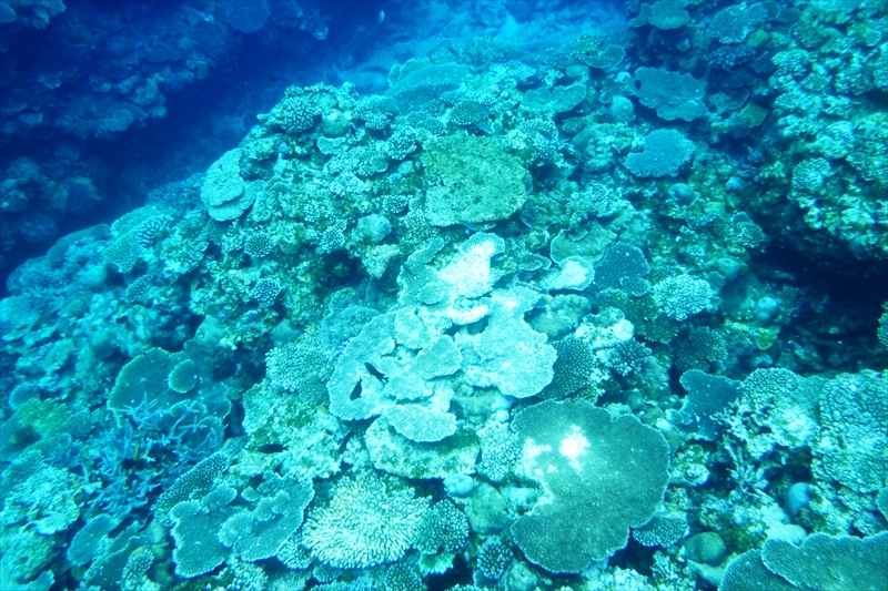 R0017013_R