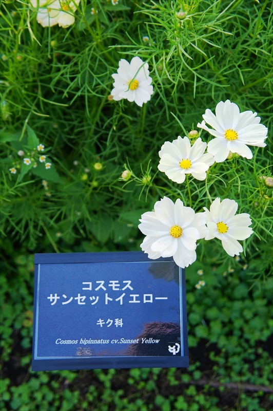 DSC01087_R