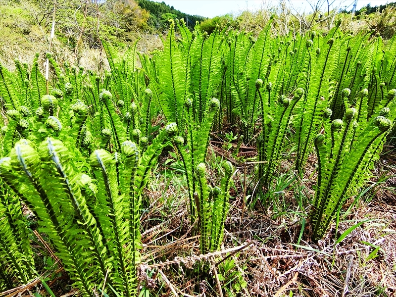 CIMG2566_R