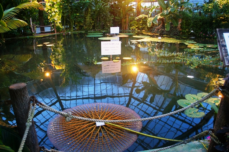 DSC00250_R