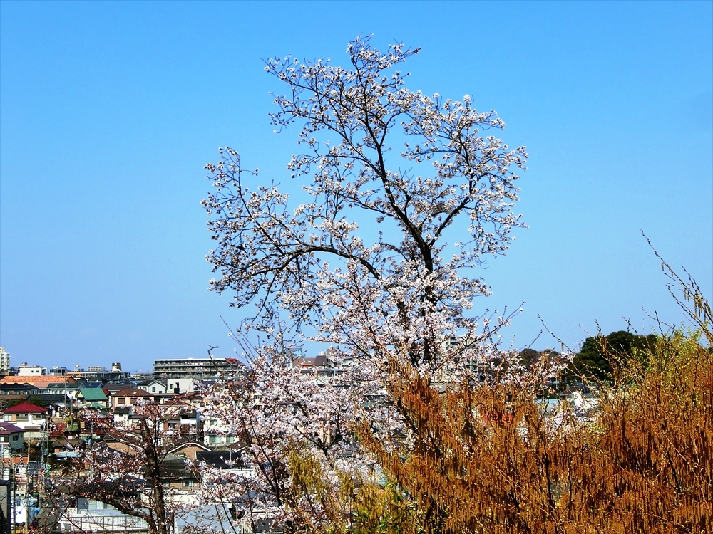 CIMG8587_R