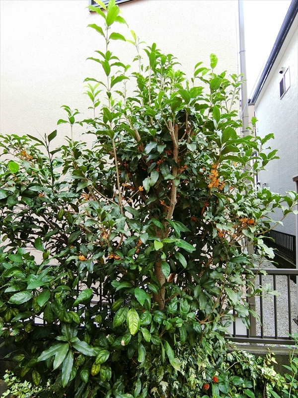 CIMG8437_R