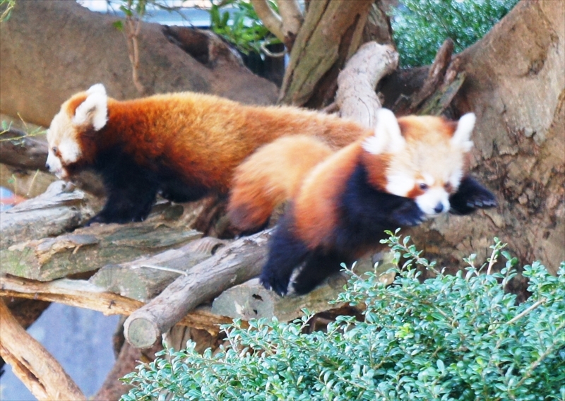 DSC00105_R