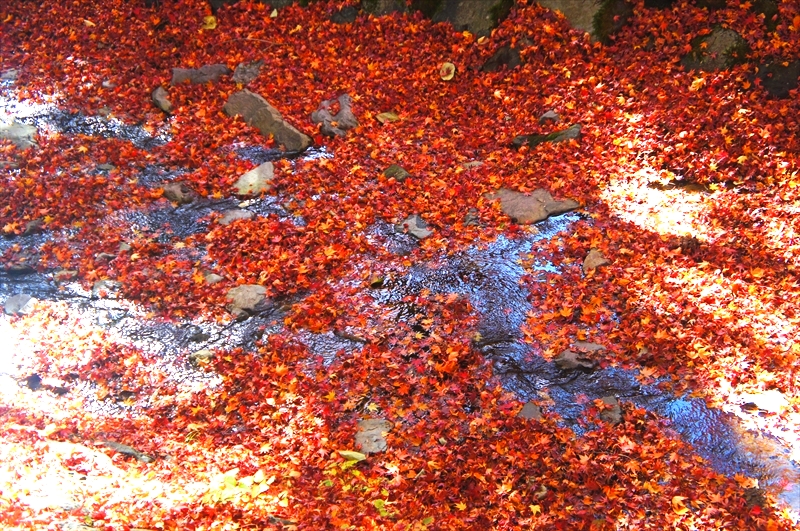 DSC00697_R