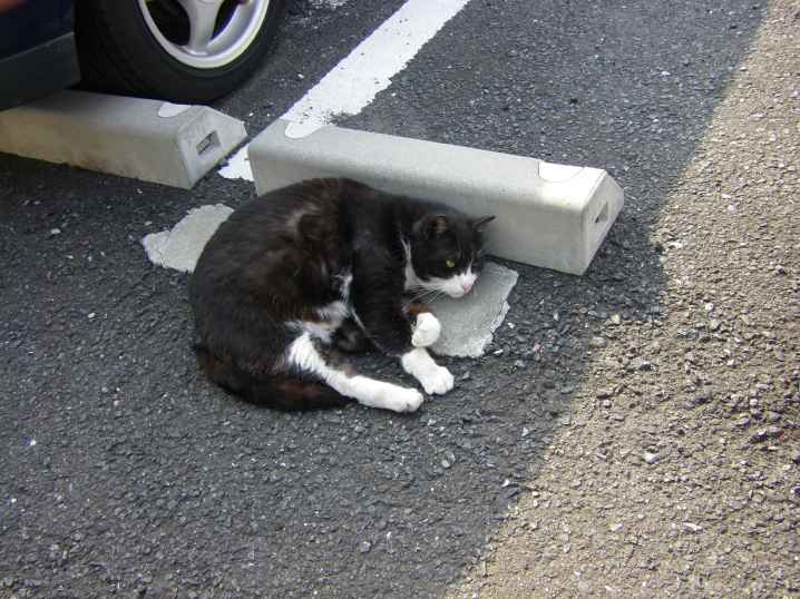 貧乏臭い女と幸薄い女 窓猫日和